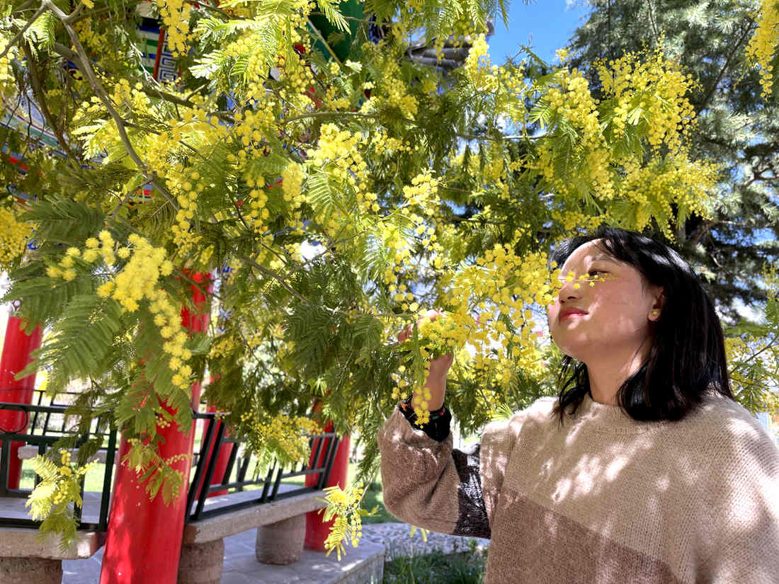 游客仔細(xì)觀賞黃絨絨的金合歡花。
