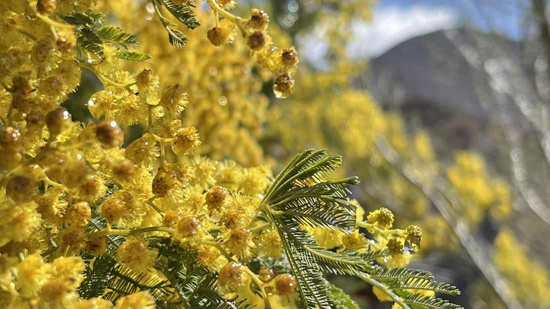 清晨帶著露珠的金合歡花。