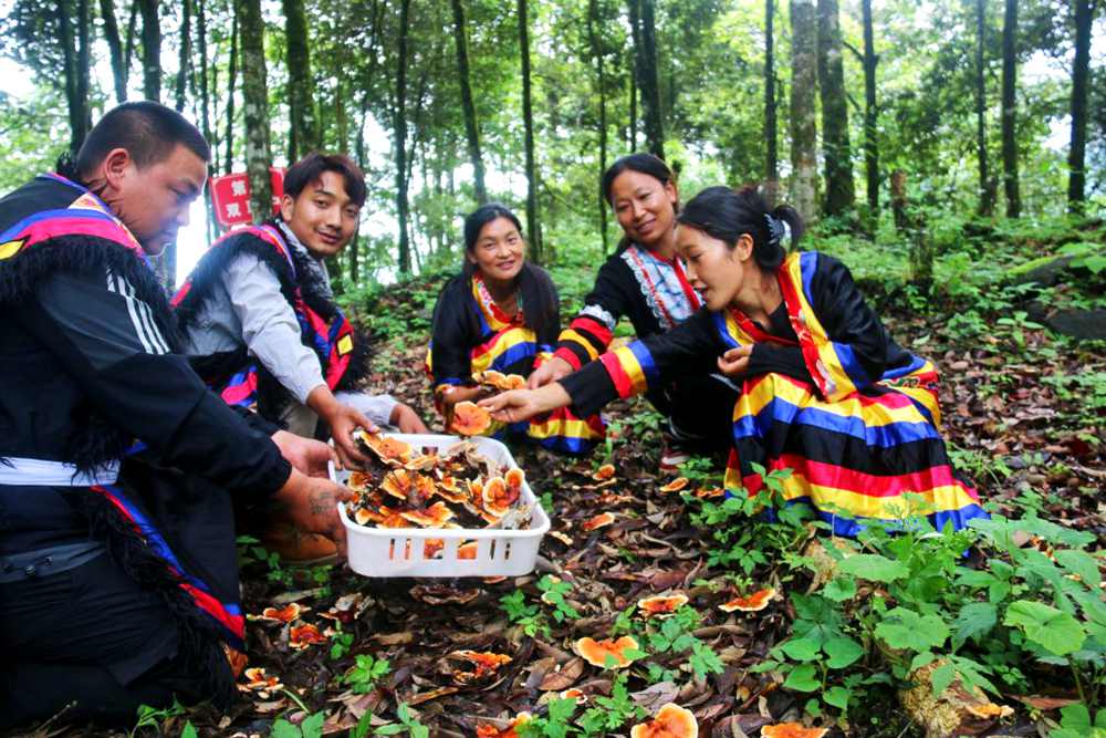 村民采摘林芝。次仁央宗攝