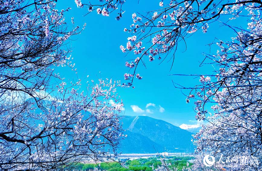 藍天與桃花相映成趣。 人民網(wǎng) 李海霞攝