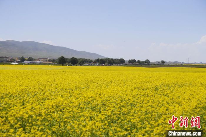 圖為青海湖畔油菜花海?！●R銘言 攝