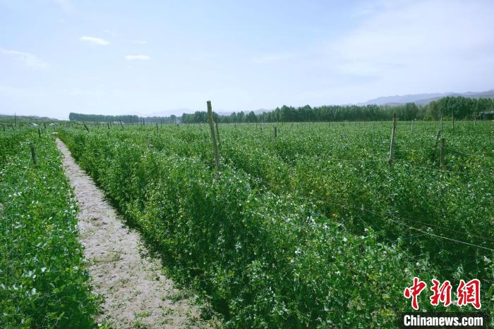 天?？h高原綠色(有機)蔬菜基地種植的食用莢豆?！￡I道華 攝