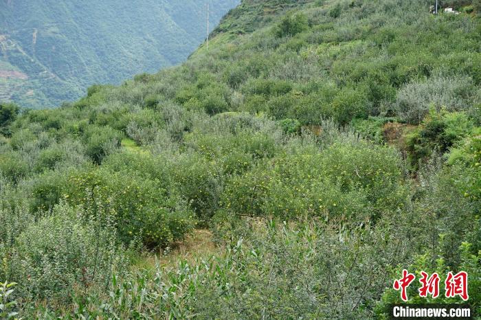 黃草坪村蘋果基地。　祝歡 攝