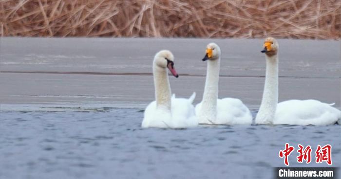 圖為疣鼻天鵝與大天鵝?！∏嗪夜珗@觀鳥協(xié)會供圖 攝