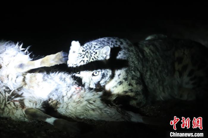 長江源、瀾滄江源啟動旗艦物種雪豹及棲息地保護(hù)項(xiàng)目