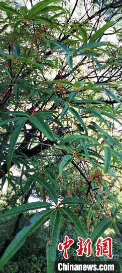 被稱為植物界“大熊貓”的五小葉槭植物?！】刀ㄊ形麄鞑抗﹫D