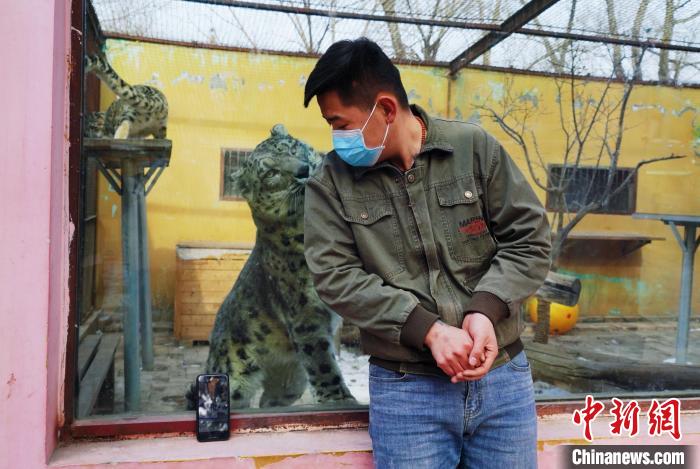 圖為雪豹“奶爸”史壽軍直播休息時與雪豹互動?！●R銘言 攝