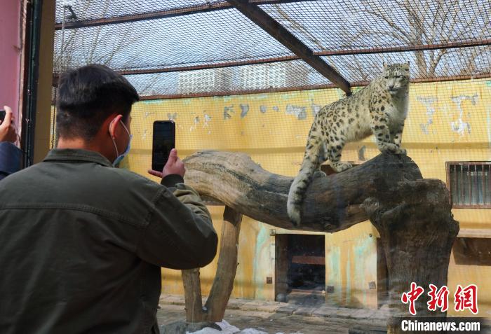 圖為雪豹“奶爸”史壽軍正在直播。　馬銘言 攝