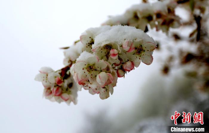 花兒被冰雪覆蓋?！±钣腊?　攝