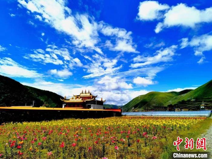 近百畝百合花競(jìng)相開(kāi)放，景色誘人。　壤塘縣委宣傳部供圖