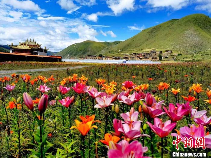 近百畝百合花競(jìng)相開(kāi)放，景色誘人。　壤塘縣委宣傳部供圖