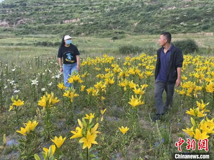 村民采摘百合花?！∪捞量h委宣傳部供圖