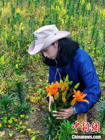 村民采摘百合花?！∪捞量h委宣傳部供圖