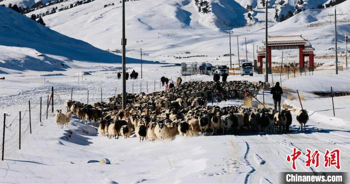 圖為村民在雪地上放牧?！《继m縣融媒體中心供圖