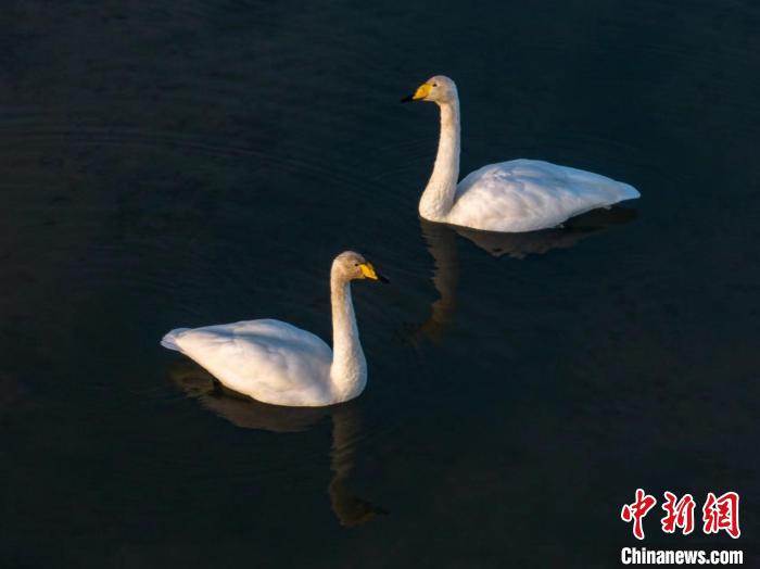 圖為兩只天鵝在湖中游蕩?！『螁⒔?攝