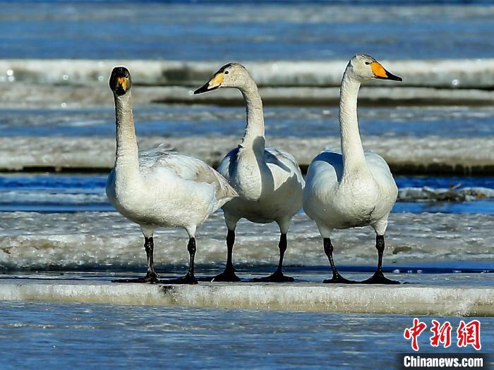 圖為三只天鵝在湖面上曬太陽?！『螁⒔?攝