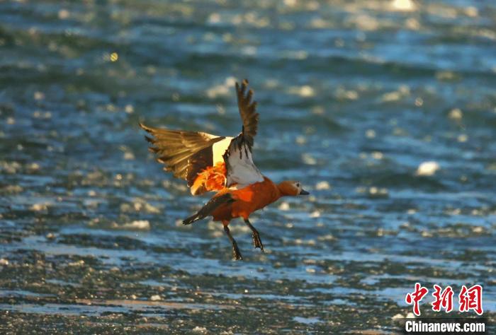 圖為赤麻鴨貼著水面飛行?！“兹斩〔冀?攝