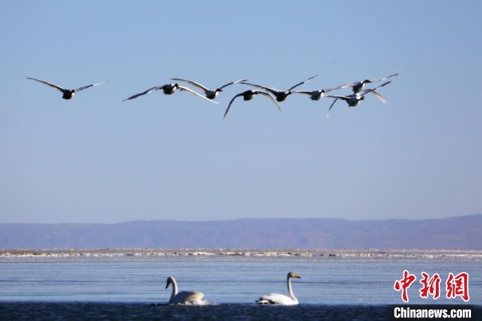 圖為大天鵝在青海湖上空飛翔?！●R怡睿 攝