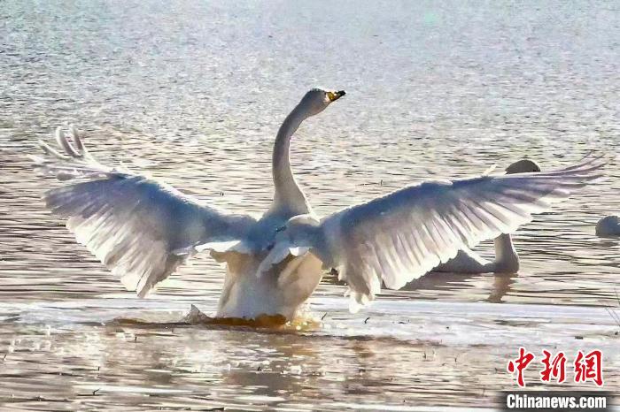 圖為一只大天鵝在水中沐浴?！?yán)桉 攝