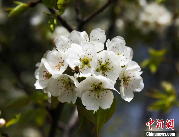 圖為盛開的梨花?！∑钤鲚?攝