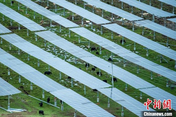 柯拉光伏板距地面高度超過1.8米，可滿足植被生長需要，又能保障牛羊放牧空間，實(shí)現(xiàn)“牧光”互補(bǔ)?！⒅铱?攝