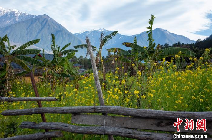 種獼猴桃、耙耙柑西藏林芝下察隅千方百計(jì)為民眾“鼓腰包”