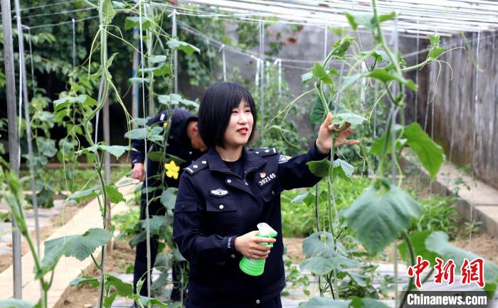 圖為李冬雪在溫室大棚里勞作?！∥鞑爻鋈刖尺叿罊z查總站供圖