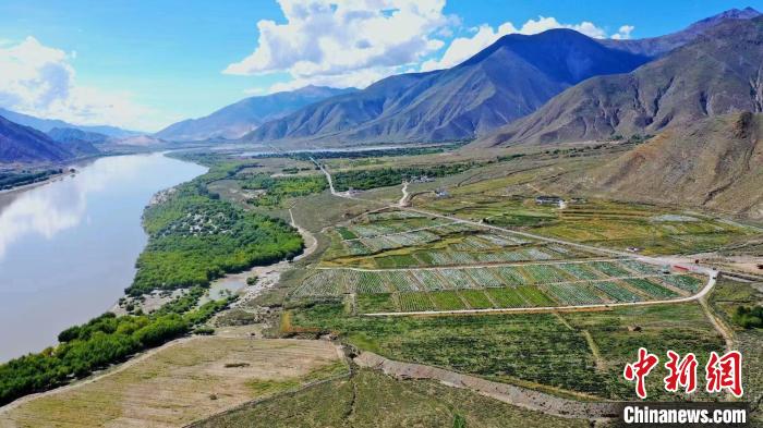 圖為桑日縣葡萄種植基地?！∩侥仙Ｈ湛h委宣傳部提供