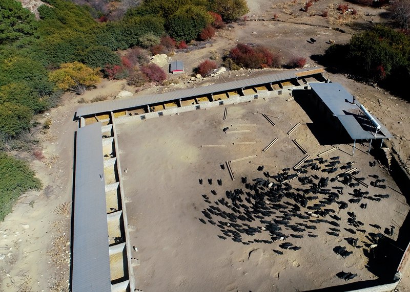麥村藏香豬養(yǎng)殖基地。