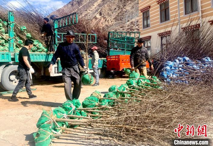 民眾搬運(yùn)苗木。　昌都市芒康縣委宣傳部供圖