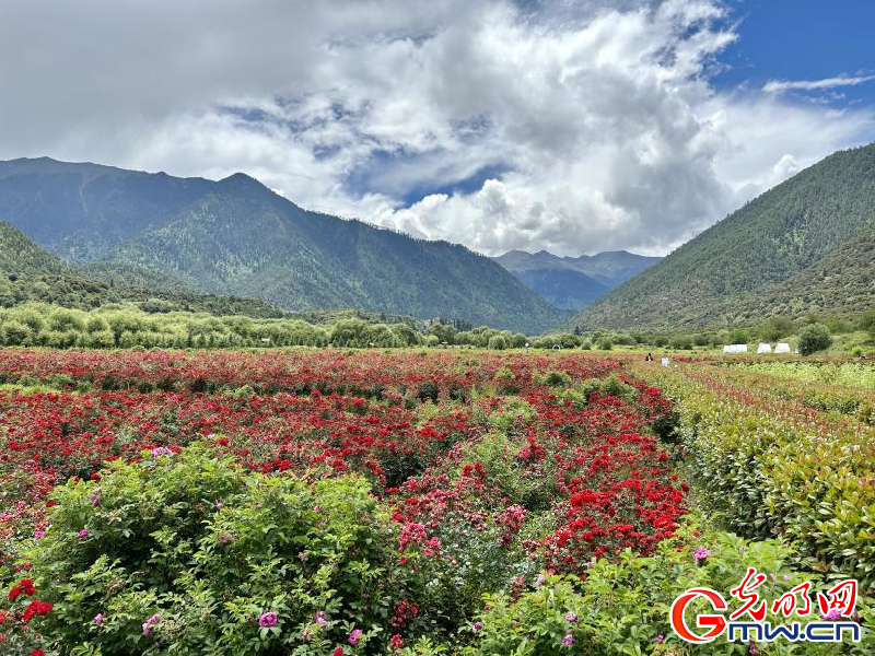 我們的家園丨工布花谷：高原花開香飄全國，產(chǎn)業(yè)經(jīng)濟增收致富