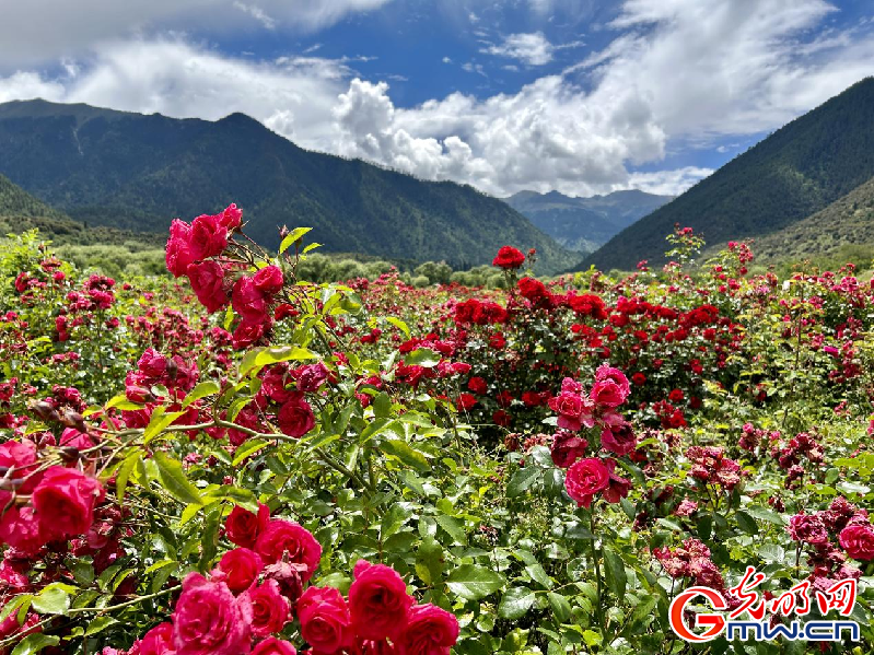 我們的家園丨【組圖】 綠水青山入畫，“金山銀山”筑起