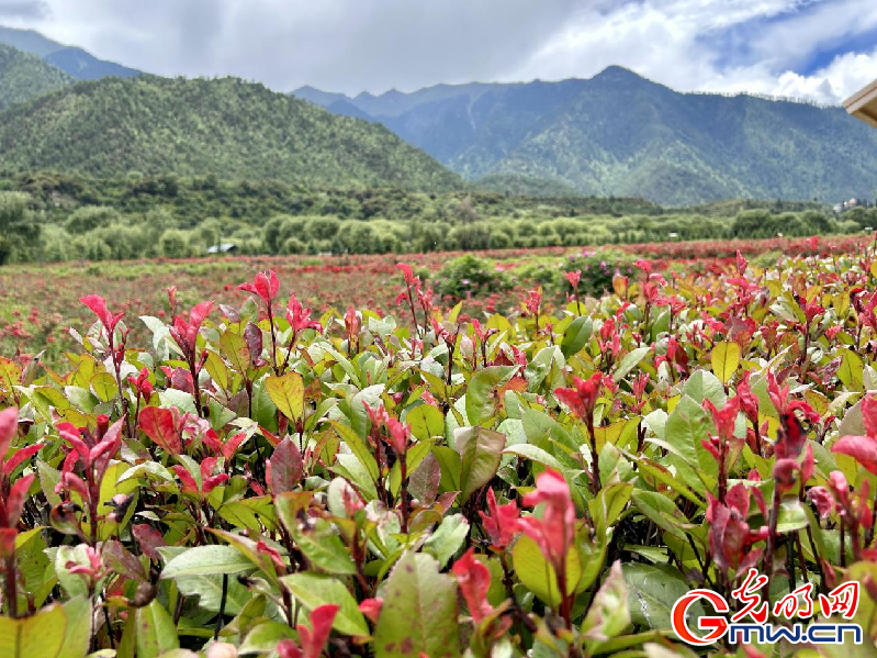 我們的家園丨【組圖】 綠水青山入畫，“金山銀山”筑起