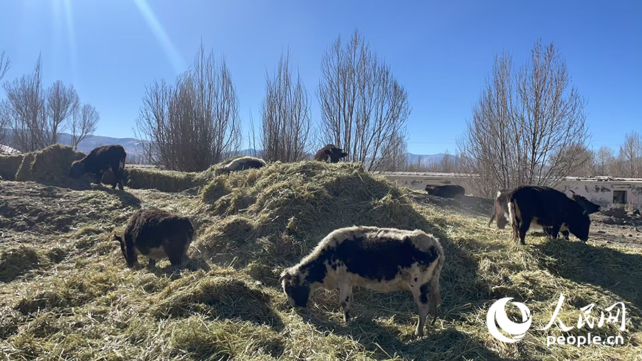 長所鄉(xiāng)森嘎村村民的牲畜在食用新鮮飼草。人民網(wǎng)記者 郝潔攝