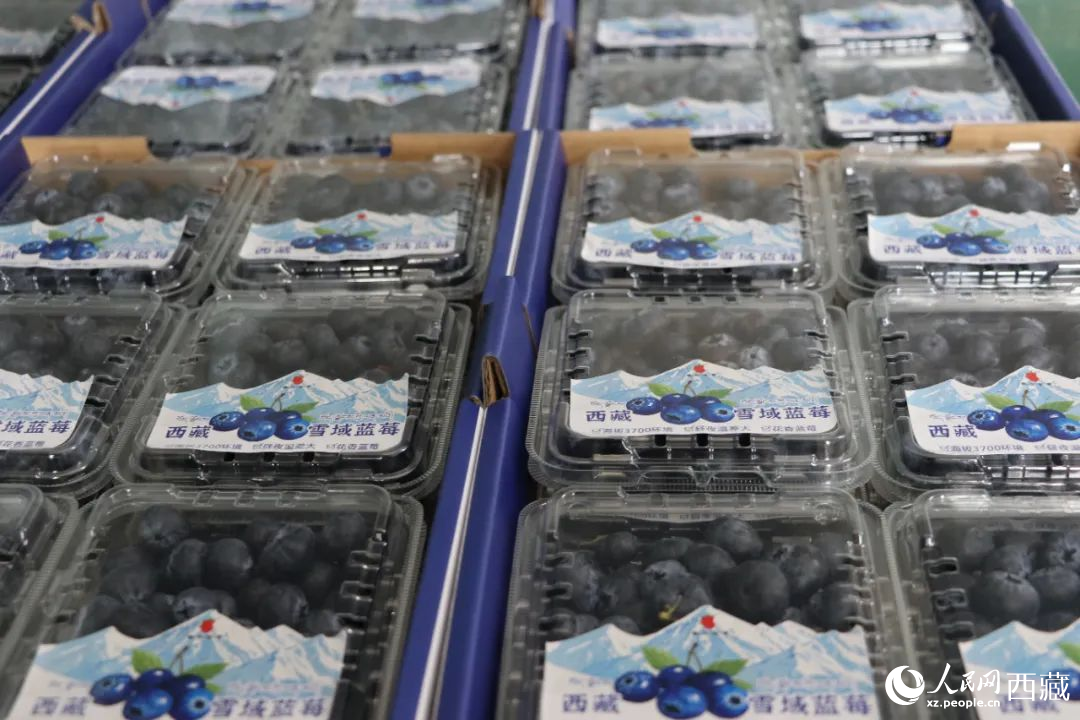 包裝好的藍(lán)莓。次仁龍布攝