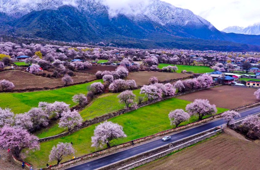 波密縣傾多鎮(zhèn)如納村盛開的桃花。徐馭堯攝